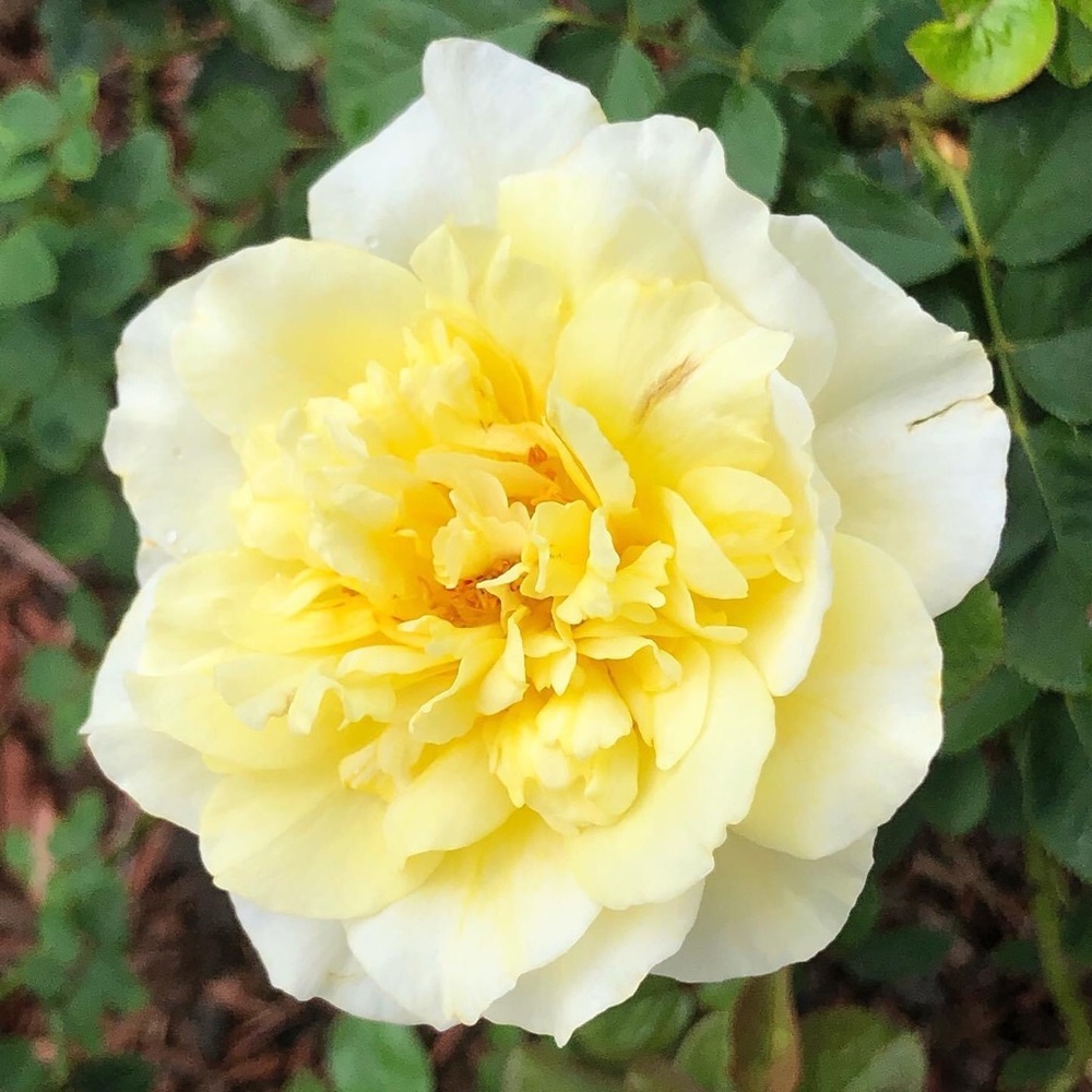 Meet your Posher, Lory